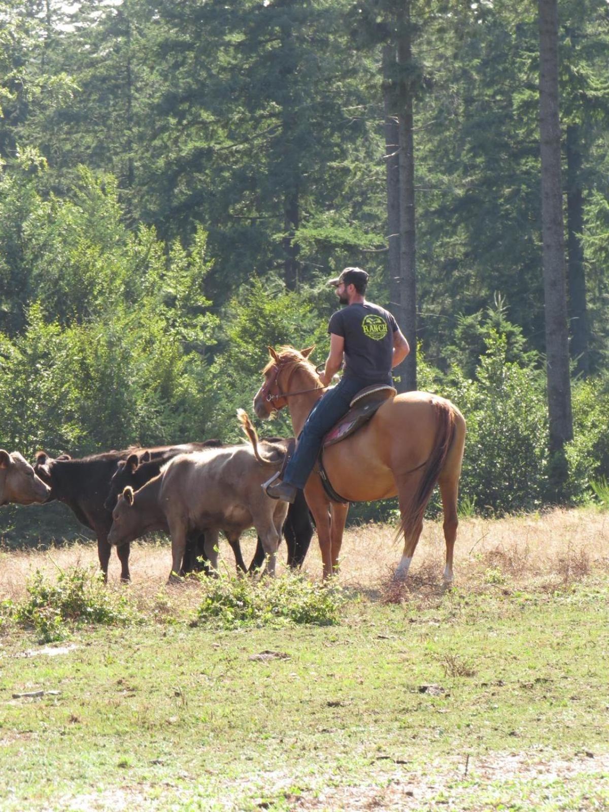 Ranch Du Haut-Languedoc La Salvetat-sur-Agout Exteriér fotografie